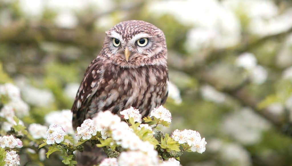 Petite chouette sur un rameau tout fleuri
