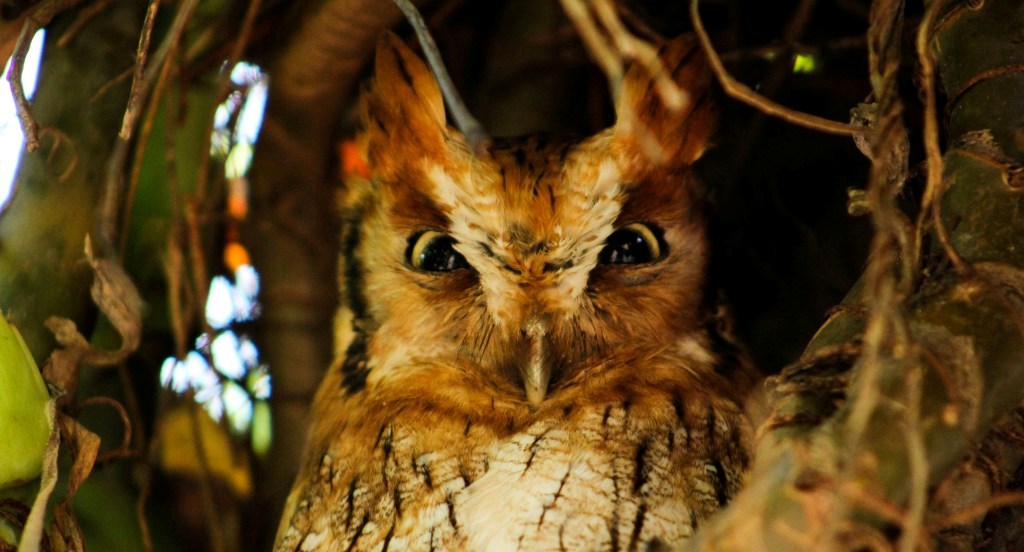 Image de hibou
