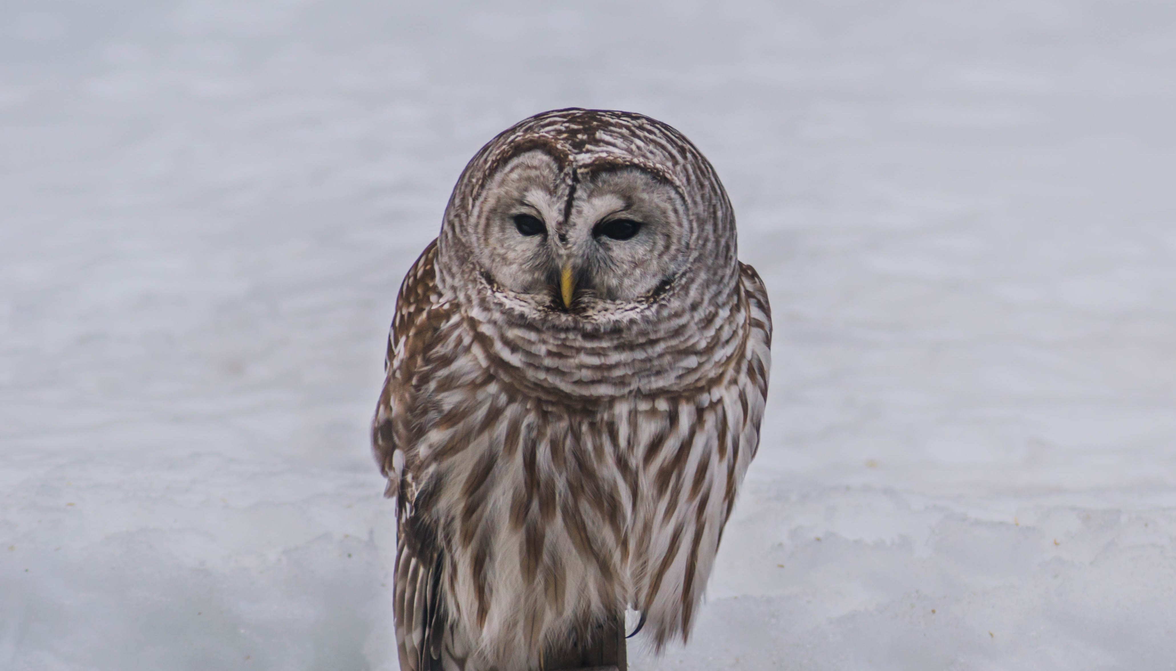 Chouette rayée perchée sur un pieu sur fond de neige