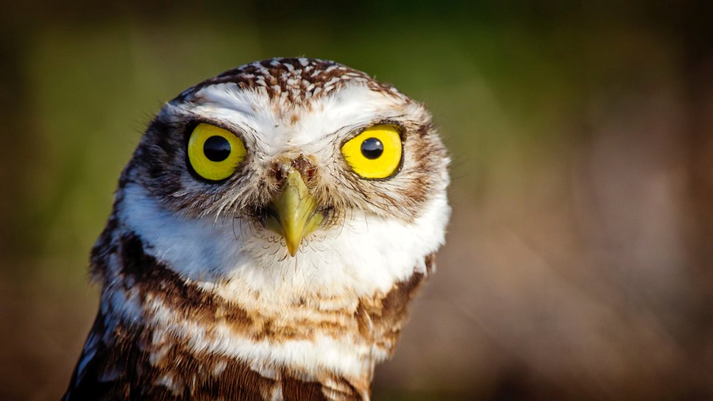 Regard inquisiteur d'une petite choeuette aux yeux jaunes