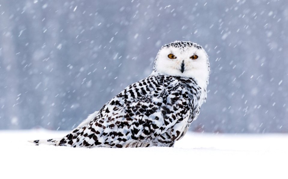 Chouette Harfang des neiges sous la neige